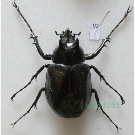 Chalcosoma atlas (Linnaeus, 1758) male Indonesia, Sulawesi 57mm92